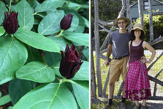 Digging Deeper: Extraordinary Native Trees and Shrubs